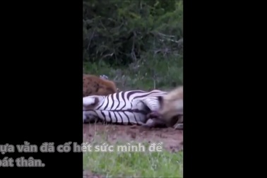 Ngựa vằn vùng vẫy trong tuyệt vọng khi bị bầy linh cẩu tấn công