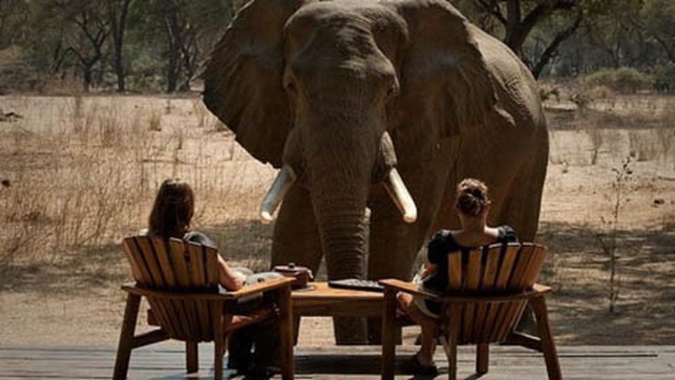 Các safari kỳ thú tiếp cận những “gã khổng lồ” hoang dã châu Phi - 9 Các safari kỳ thú tiếp cận những “gã khổng lồ” hoang dã châu Phi - 9