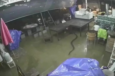 Kinh hãi khoảnh khắc hổ mang chúa theo nước lụt trườn vào nhà