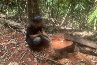 La liệt cây đại thụ bị “xẻ thịt” giữa rừng xanh, kiểm lâm không hề hay biết