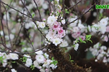 Mê "nàng thơ" núi rừng, đại gia rút ví 20 triệu đồng mua nhất chi mai