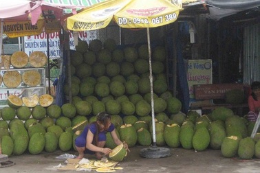 Mít Thái đầy vườn, giá rớt thê thảm