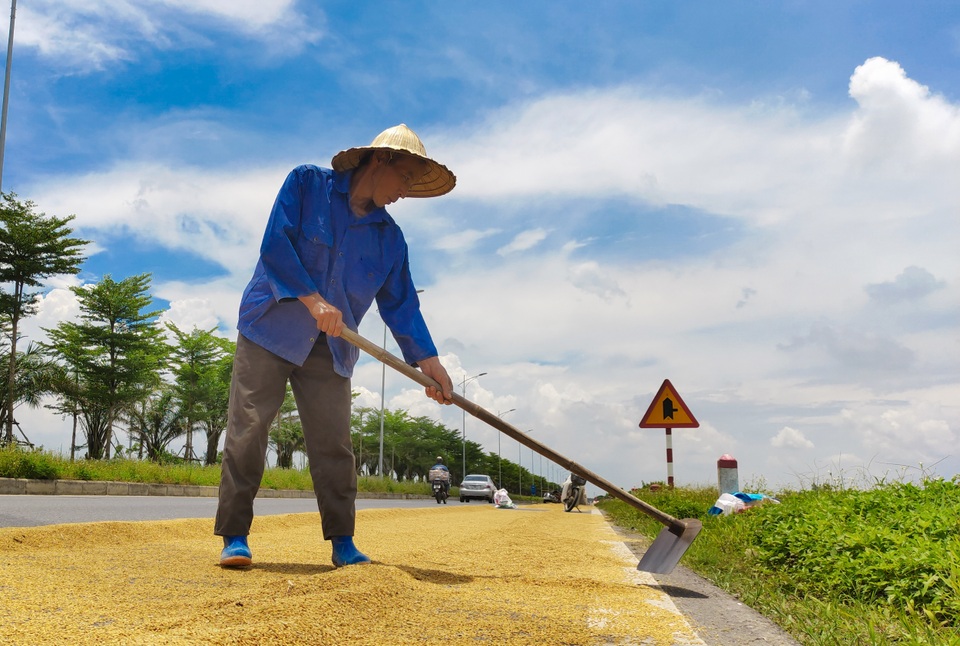 Hà Nội: Đến hẹn lại tới mùa... nông dân dựng lán, chiếm đường phơi thóc - 3 Hà Nội: Đến hẹn lại tới mùa... nông dân dựng lán, chiếm đường phơi thóc - 3