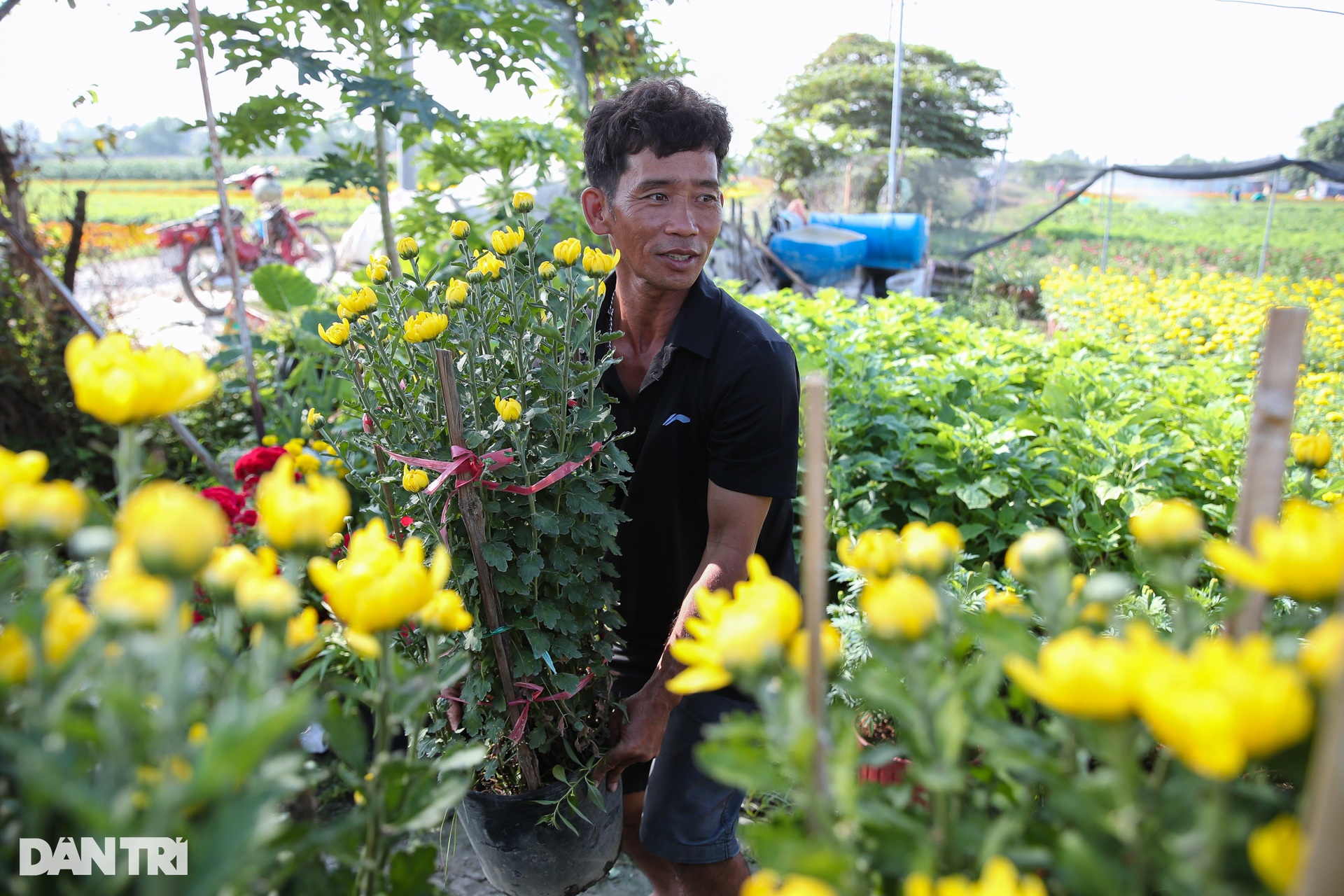 Thủ phủ hoa lớn nhất Bình Dương tất bật ngày giáp Tết - 9 Thủ phủ hoa lớn nhất Bình Dương tất bật ngày giáp Tết - 9
