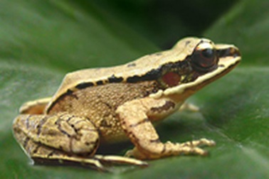 Phát hiện loài ếch có khả năng giao tiếp bằng siêu thanh