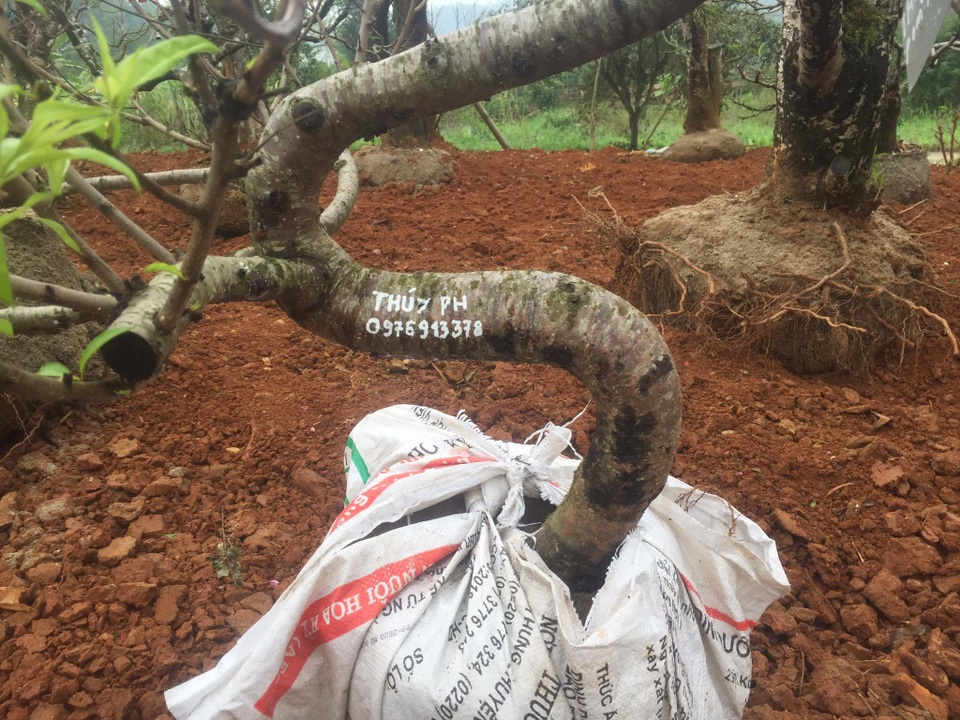 Dịch vụ nhận trồng, chăm sóc đào cảnh sau Tết hút khách - 7