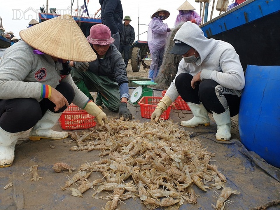 Nam Định: Ra biển kéo lưới trúng đậm tôm hung dữ toàn con to bự - 3 Nam Định: Ra biển kéo lưới trúng đậm tôm hung dữ toàn con to bự - 3