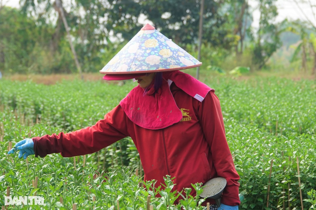 Cả năm phơi nắng trồng hoa Tết, chủ vườn chỉ mong... thu hồi vốn - 1