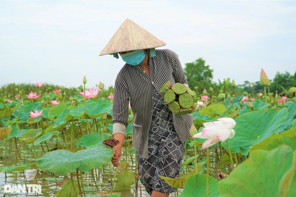 Đút túi nhẹ nhàng trăm triệu mỗi vụ nhờ trồng sen bán hạt - 4 Đút túi nhẹ nhàng trăm triệu mỗi vụ nhờ trồng sen bán hạt - 4