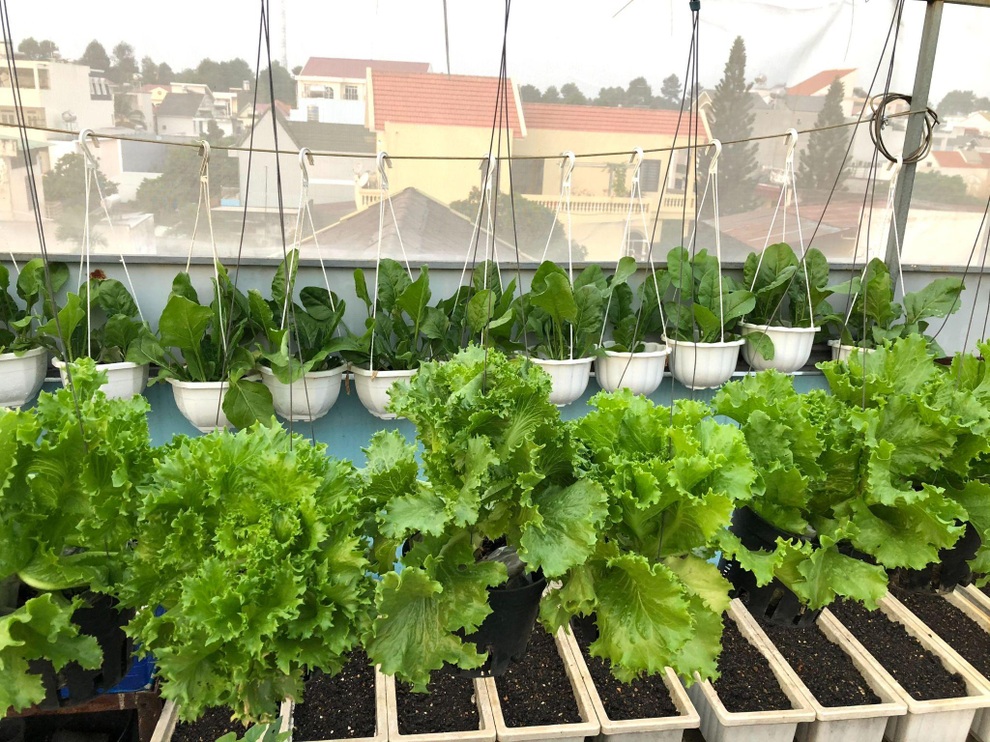 Bất ngờ với vườn rau trái đỉnh cao trên nóc nhà tại Đồng Nai - 4
