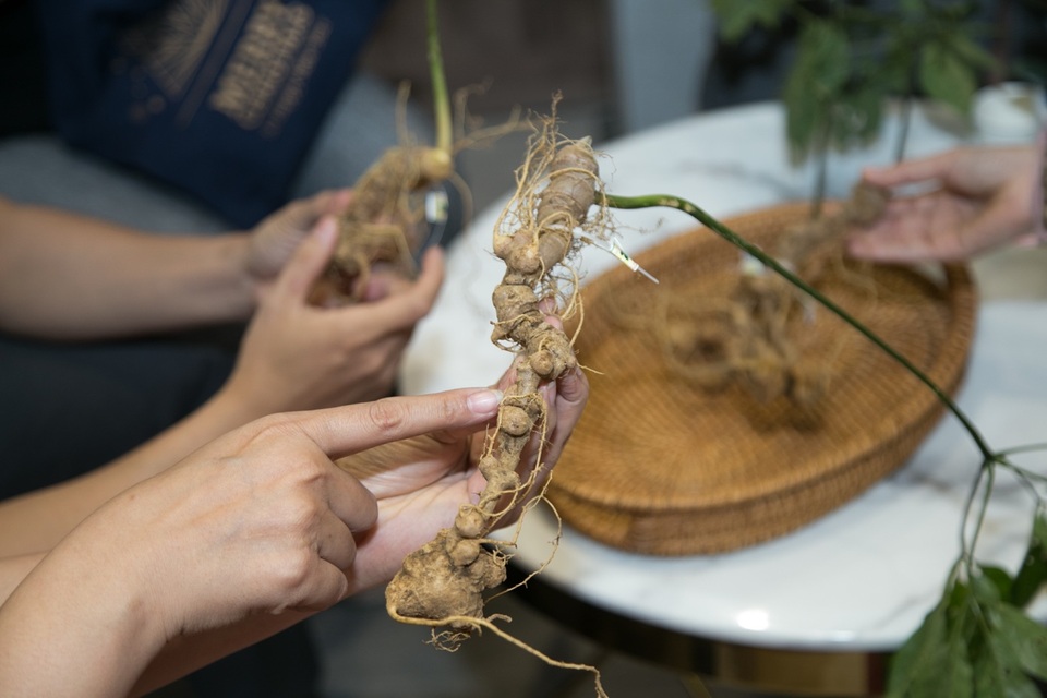 Độc đáo “Quốc bảo” sâm Ngọc Linh và dấu ấn văn hóa người Xơ Đăng - 1