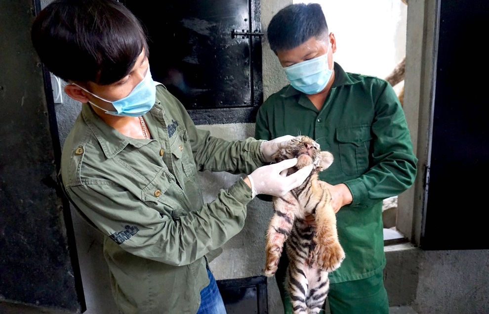 7 cá thể hổ Đông Dương được chuyển về nhà mới - 2 7 cá thể hổ Đông Dương được chuyển về nhà mới - 2
