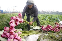 Trồng sen: Cứ 3-5 ngày lại được thu hoạch, lãi gấp đôi trồng lúa