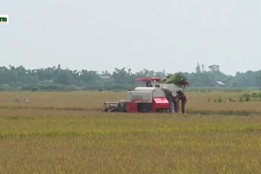 Nông dân “thắng lớn” trong vụ lúa Đông-Xuân nhờ mô hình cánh đồng mẫu
