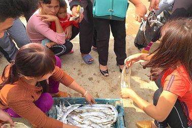 Ngư dân trúng đậm mùa cá cháo, cá hố