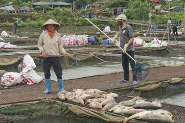 Gần 1.000 tấn cá chết ở Hải Dương: Đề nghị Bộ Nông nghiệp vào cuộc
