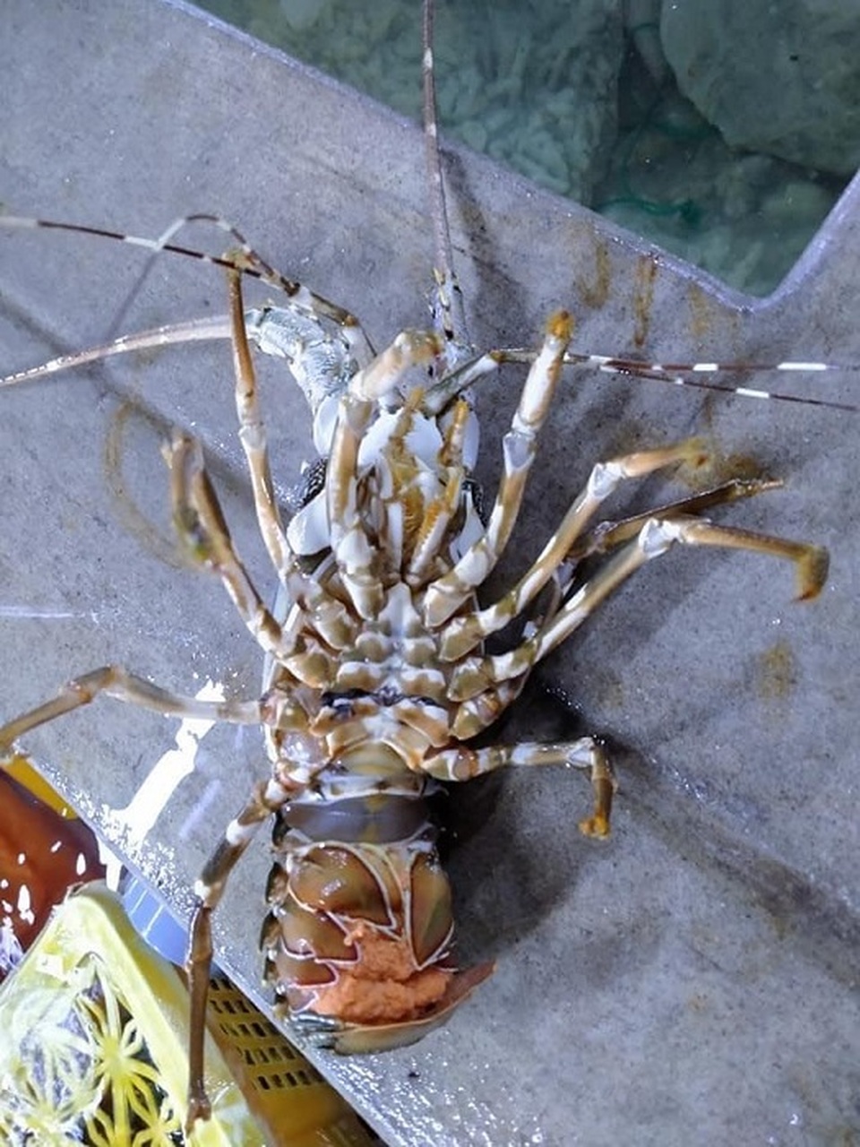 Tôm hùm ôm trứng giá siêu rẻ chỉ 450.000 đồng/kg đổ bộ Hà Nội: Nên mua hay không? - 2 Tôm hùm ôm trứng giá siêu rẻ chỉ 450.000 đồng/kg đổ bộ Hà Nội: Nên mua hay không? - 2
