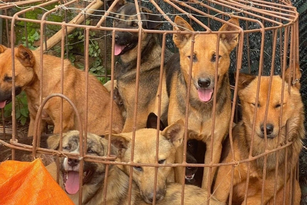 Nhóm trộm chó dùng súng và ớt cay chống trả khi bị truy đuổi - 2 Nhóm trộm chó dùng súng và ớt cay chống trả khi bị truy đuổi - 2