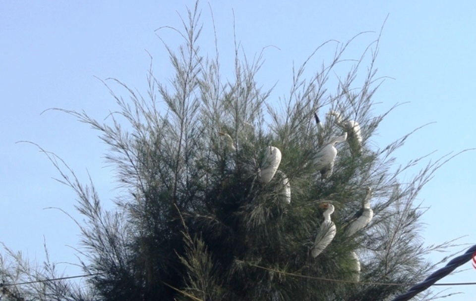 Chim trời bán đầy ngoài chợ, mua dễ như... mớ rau - 2 Chim trời bán đầy ngoài chợ, mua dễ như... mớ rau - 2