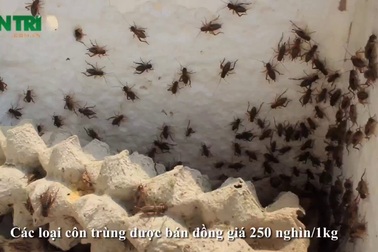 Chợ sâu bọ độc nhất Hà Nội