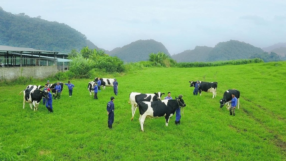 Mộc Châu, Thiên đường bò sữa là có thật tại Việt Nam - 2 Mộc Châu, Thiên đường bò sữa là có thật tại Việt Nam - 2