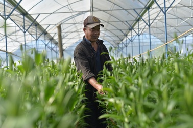 Nông dân Đà Lạt chi tiền tỷ nhập giống hoa từ Hà Lan về trồng Tết