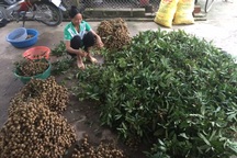 Nhịp cầu bạn đọc số 27: Mất đất, nhiều hộ dân trồng nhãn tại Hưng Yên lo mất nghề