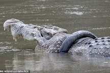 Treo thưởng cho người đủ dũng cảm giải cứu... cá sấu dài 4 mét