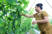 Người đàn ông "cãi trời", trồng loại quả hái một xe rùa thu cả triệu đồng