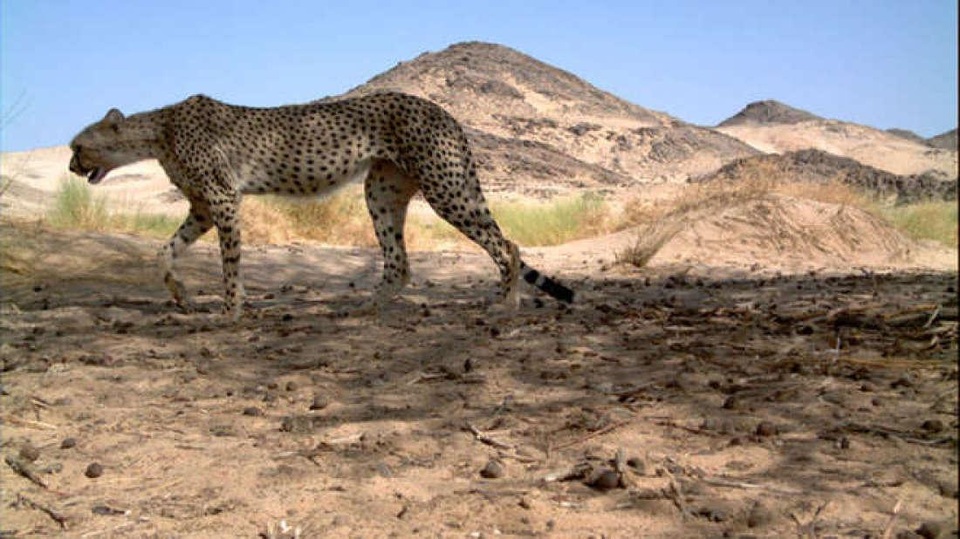 Báo săn Sahara lần đầu tiên được phát hiện trong một thập kỷ ở Algeria - 1 Báo săn Sahara lần đầu tiên được phát hiện trong một thập kỷ ở Algeria - 1