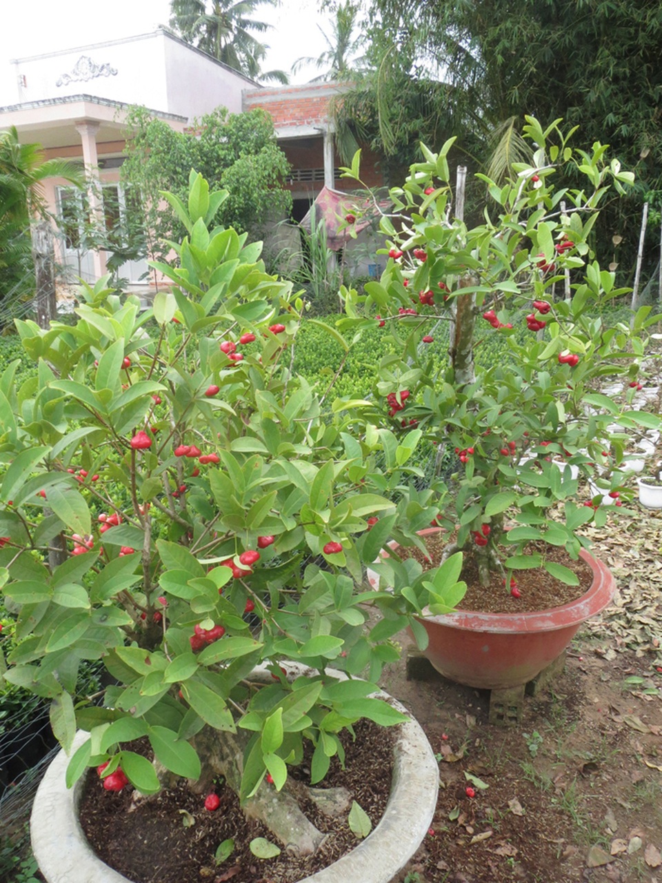 Chuyện lạ Việt Nam: Cá thích đánh răng, ếch không đầu vẫn sống - 4 Chuyện lạ Việt Nam: Cá thích đánh răng, ếch không đầu vẫn sống - 4