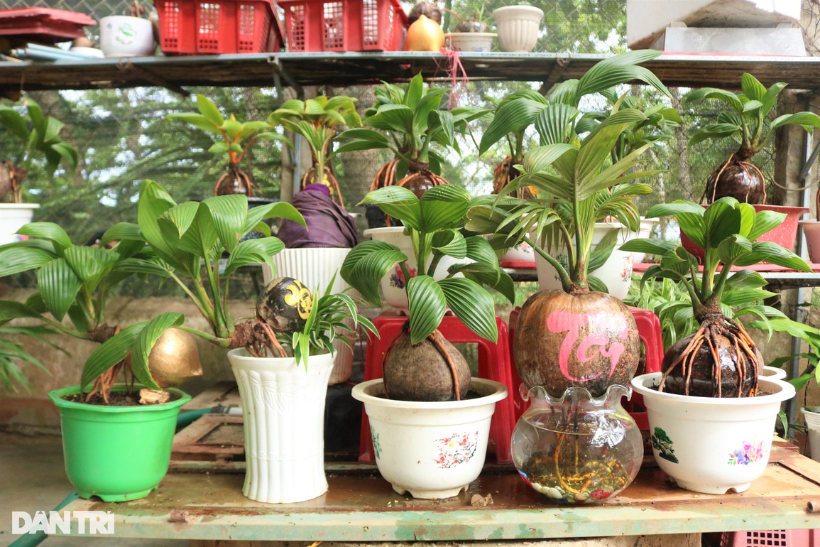 Lão nông hô biến dừa khô thành cây cảnh trị giá tiền triệu - 2 Lão nông hô biến dừa khô thành cây cảnh trị giá tiền triệu - 2