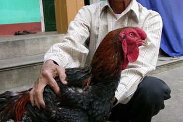 Chuyện lạ ở xứ nuôi gà “khổng lồ”