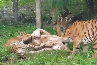 Một con hổ trắng quý hiếm chết sau khi bị đàn hổ Bengal bao vây trong sở thú