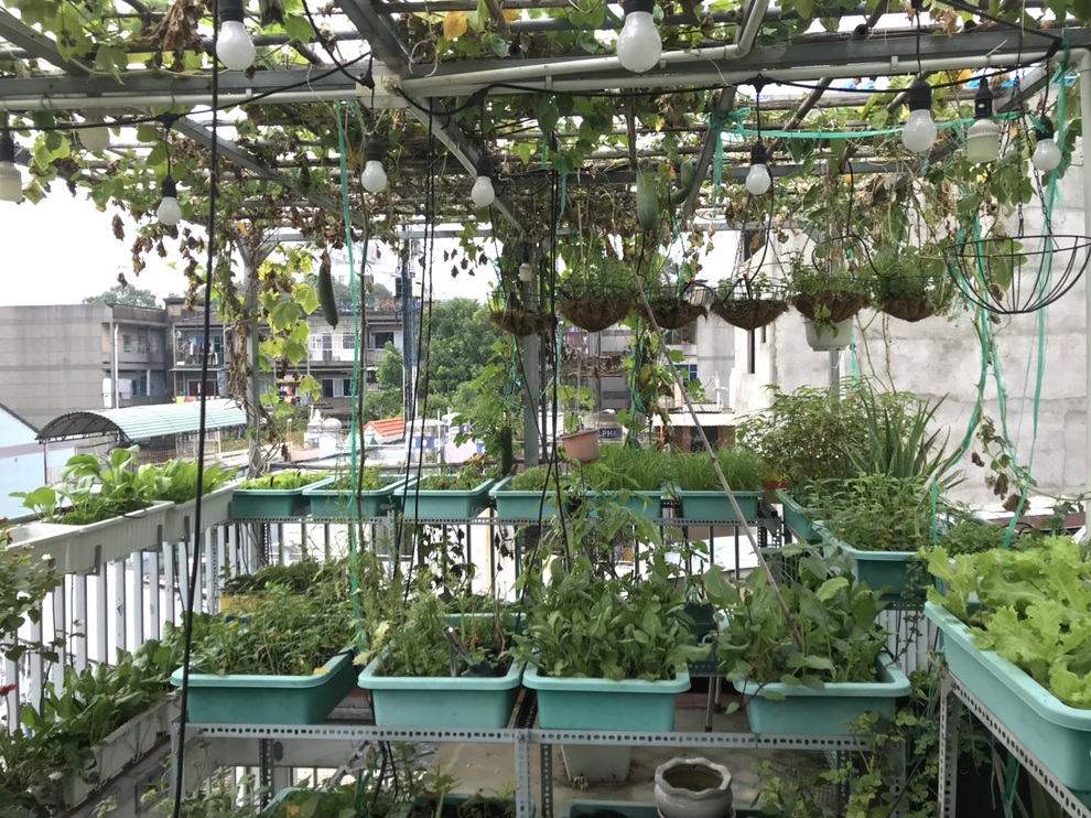 Chi 30 triệu đồng làm vườn sân thượng, gia chủ Sài Gòn thu hoạch mỏi tay - 2 Chi 30 triệu đồng làm vườn sân thượng, gia chủ Sài Gòn thu hoạch mỏi tay - 2
