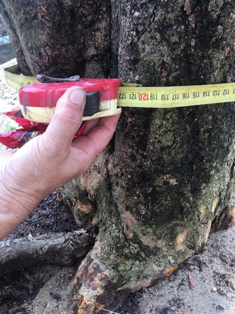 Cây độc chơi Tết: Siêu mai cổ thụ 200 tuổi ở Bình Định, khách trả nửa tỷ chưa bán - 2