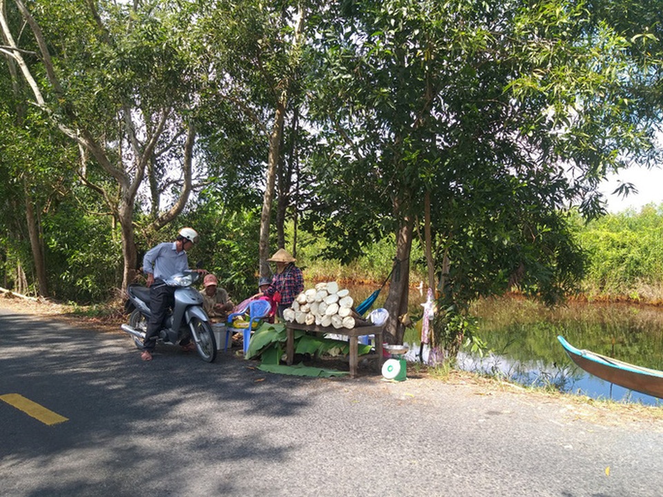 Thu lãi trăm triệu đồng nhờ trồng loại cây bán không bỏ thứ gì - 11 Thu lãi trăm triệu đồng nhờ trồng loại cây bán không bỏ thứ gì - 11
