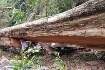 Khởi tố vụ chặt hạ cây giáng hương cổ thụ tại Gia Lai