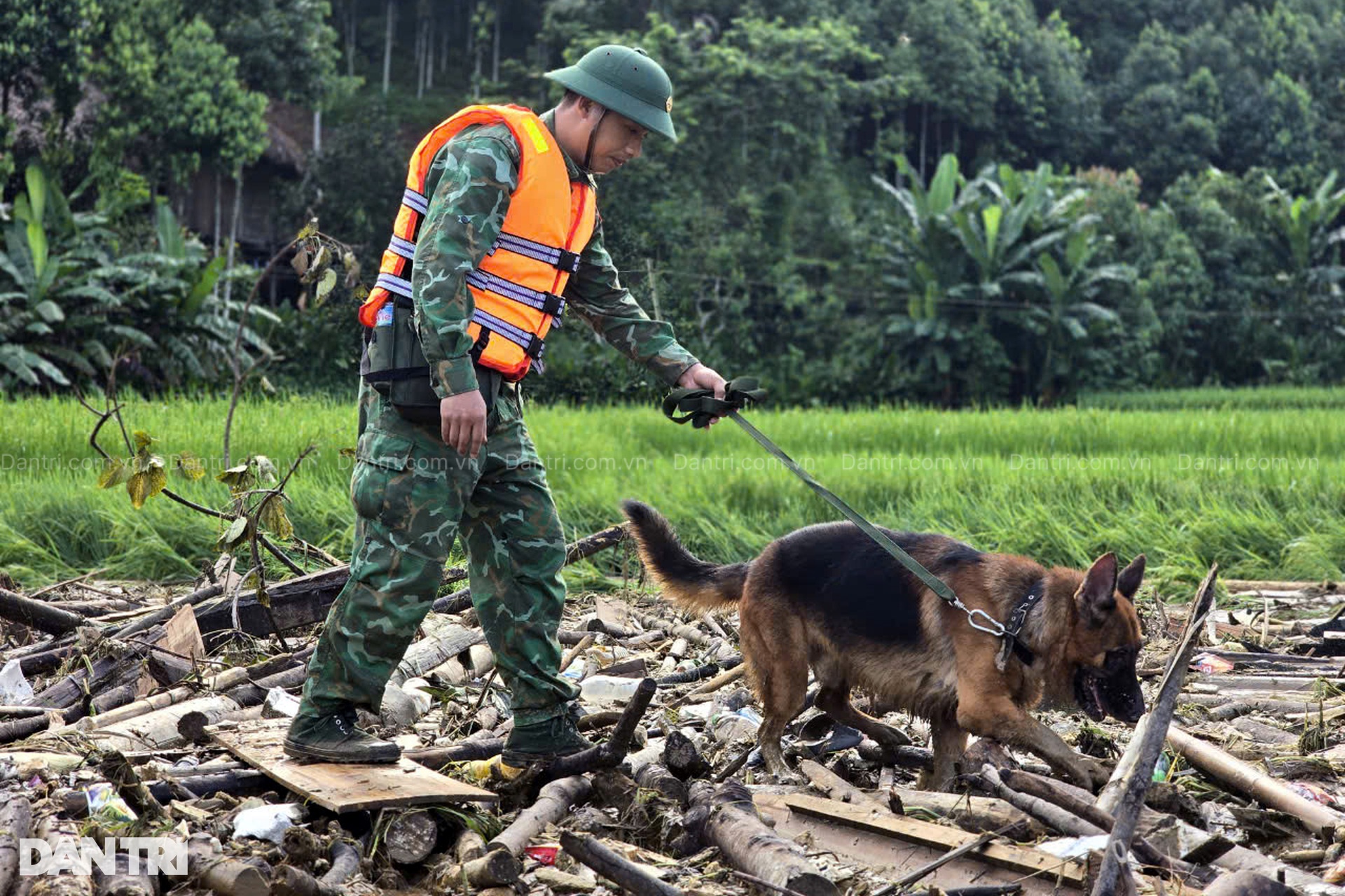 Chó nghiệp vụ tìm kiếm người bị nạn sau trận lũ càn quét Làng Nủ ở Lào Cai - 6 Chó nghiệp vụ tìm kiếm người bị nạn sau trận lũ càn quét Làng Nủ ở Lào Cai - 6