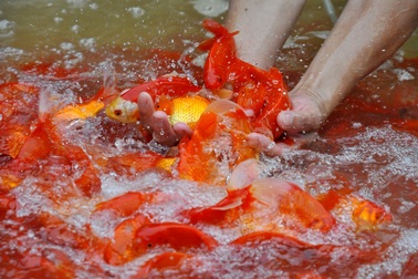 Chợ cá lớn nhất Hà Nội nhộn nhịp trước ngày ông Công ông Táo