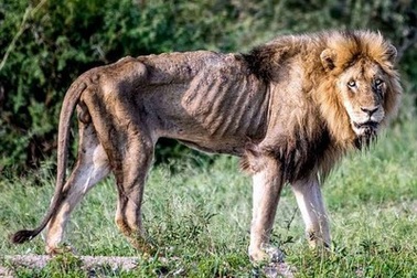 Hình ảnh thê thảm của sư tử đực khi mất “ngôi vương” và bị đuổi khỏi đàn