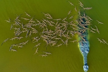 Đàn cá sấu con bám chi chít trên lưng bố cùng vượt sông