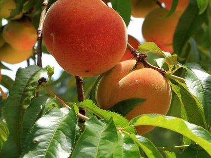 5 lợi ích tuyệt vời của quả đào với sức khỏe