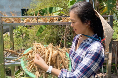 Bỏ phố về quê trồng sâm "tiến vua", cô gái thu hàng trăm triệu đồng/tháng