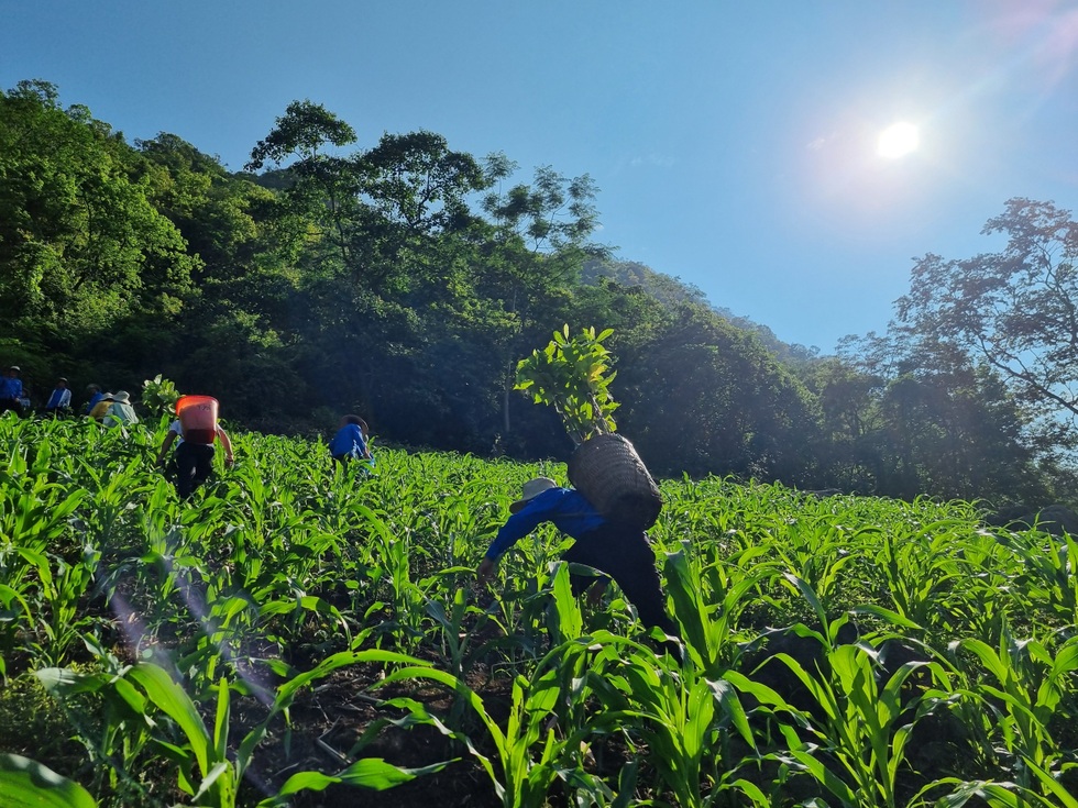 Người trẻ vượt non cao nắng cháy, vào rừng "làm nhà" cho vượn đen má trắng