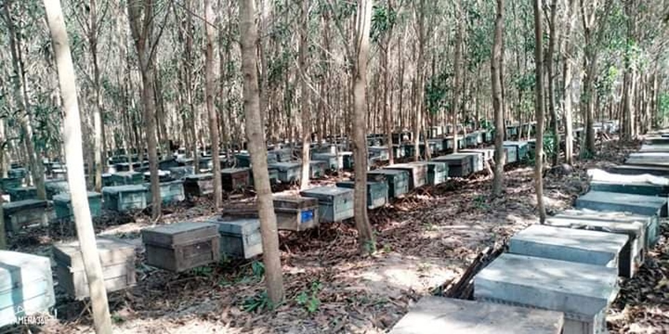 Hơn 200 tổ ong bất ngờ chết đồng loạt - 2 Hơn 200 tổ ong bất ngờ chết đồng loạt - 2