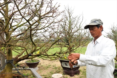 Quảng Nam: Dịch vụ cho thuê mai chơi Tết tất bật dịp cuối năm