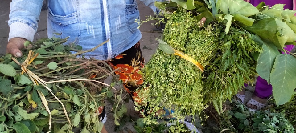 Mùa lá Mùng 5 ở xứ Quảng vào vụ - 6 Mùa lá Mùng 5 ở xứ Quảng vào vụ - 6