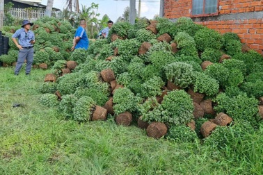 145.000 chậu cúc ra bông muộn, nông dân xót xa nhổ bỏ "tiền tiêu Tết"