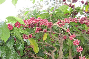 Nông dân hối hả thu hoạch cà phê cuối vụ